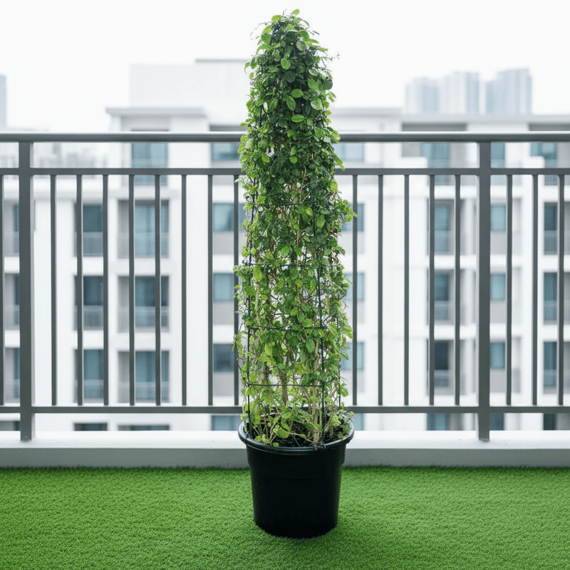 Ehretia Cone Shape "Ehretia Microphylla" - Greensouq -