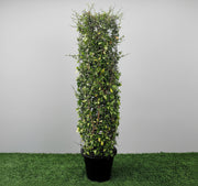 Ehretia Cylindrical Shape "Ehretia Microphylla" 1.0m - Greensouq -