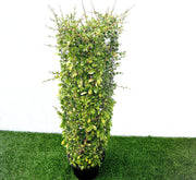 Ehretia Cylindrical Shape "Ehretia Microphylla" 1.0m - Greensouq -