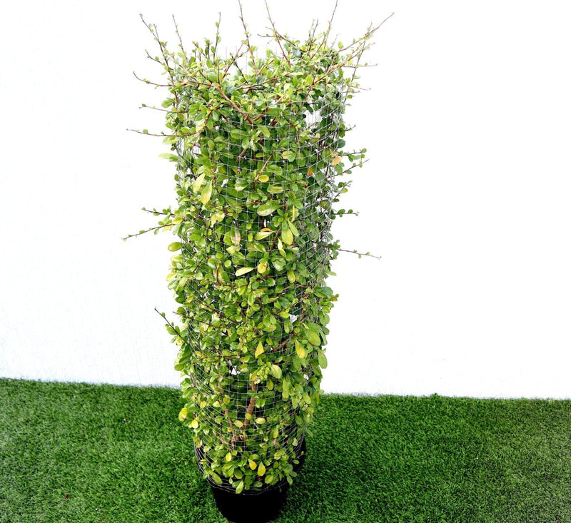 Ehretia Cylindrical Shape "Ehretia Microphylla" 1.0m - Greensouq -