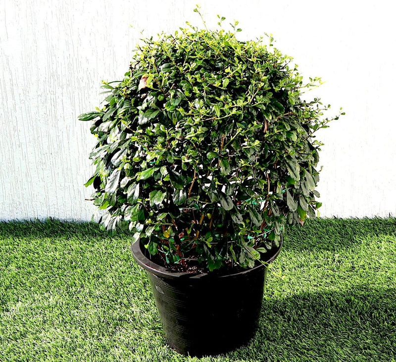 Ehretia Microphylla | Fukien Tea Tree | Ehretia Ball Shape 20 - 50cm Dia - Greensouq -