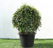 Ehretia Microphylla | Fukien Tea Tree | Ehretia Ball Shape 20 - 50cm Dia - Greensouq -