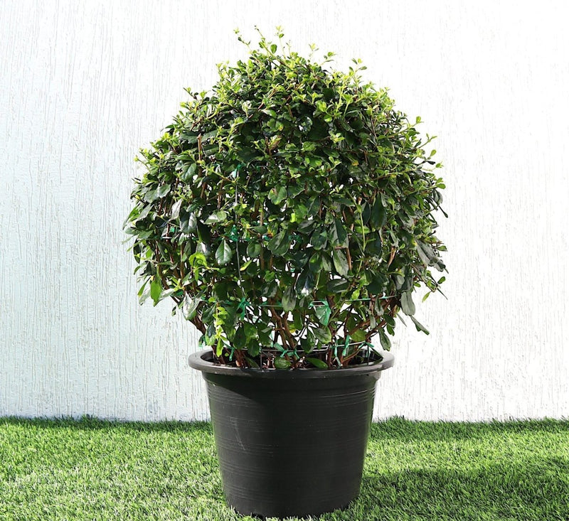 Ehretia Microphylla | Fukien Tea Tree | Ehretia Ball Shape 20 - 50cm Dia - Greensouq -