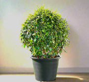 Ehretia Microphylla | Fukien Tea Tree | Ehretia Ball Shape 20 - 50cm Dia - Greensouq -