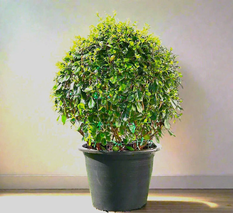 Ehretia Microphylla | Fukien Tea Tree | Ehretia Ball Shape 20 - 50cm Dia - Greensouq -