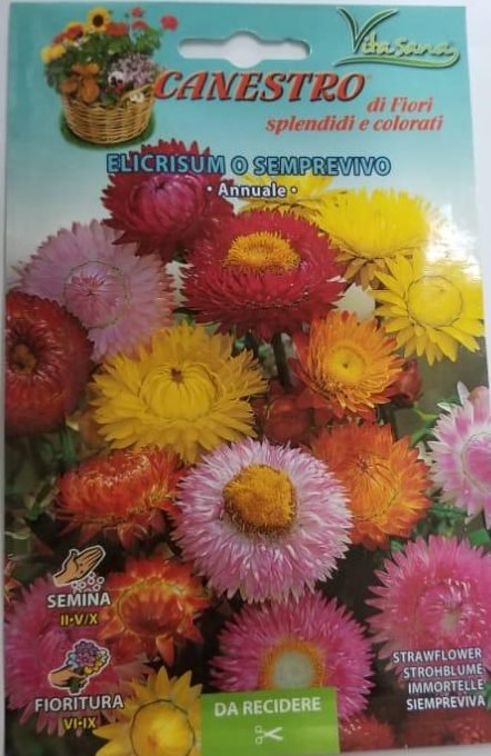 Elicrisum O Semprevivo Seeds by CANESTRO - Greensouq -