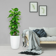 Epipremnum aureum or Money Plant كرمة المال - Greensouq -
