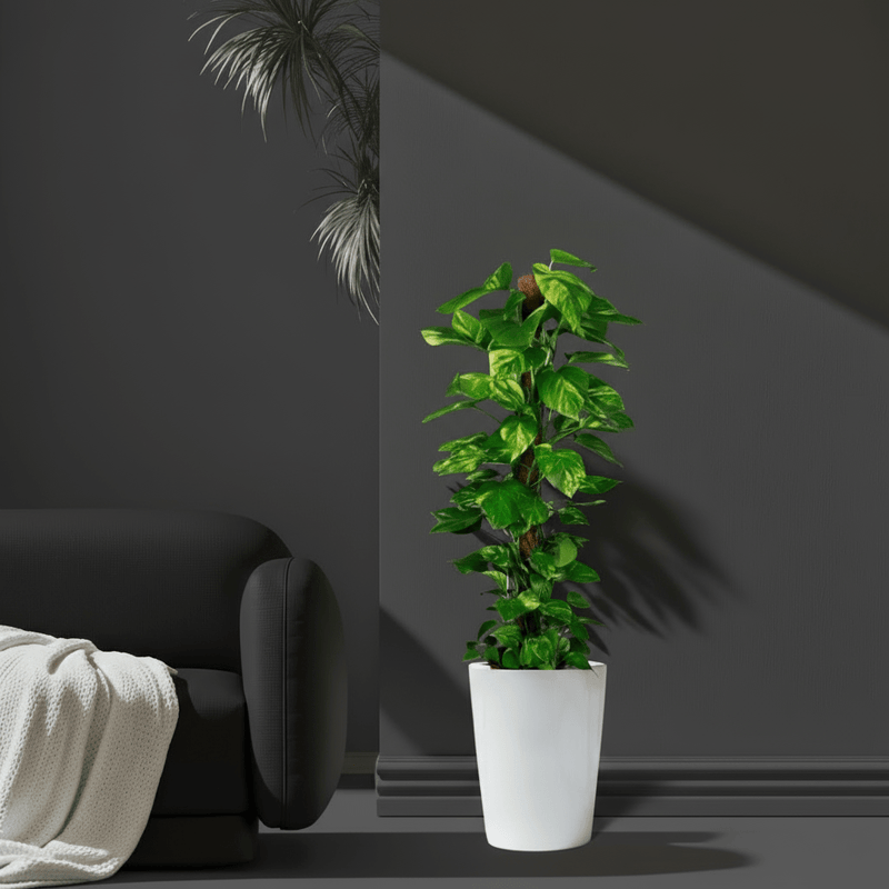 Epipremnum aureum or Money Plant كرمة المال - Greensouq -