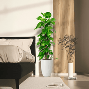 Epipremnum aureum or Money Plant كرمة المال - Greensouq -