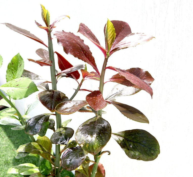 Euphorbia Grantii "Rubra" | African Milk Bush 0.8 - 1.0m - Greensouq -