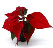 Euphorbia Pulcherrima (Titan Red) Or Poinsettia 30 - 40cm - Greensouq -