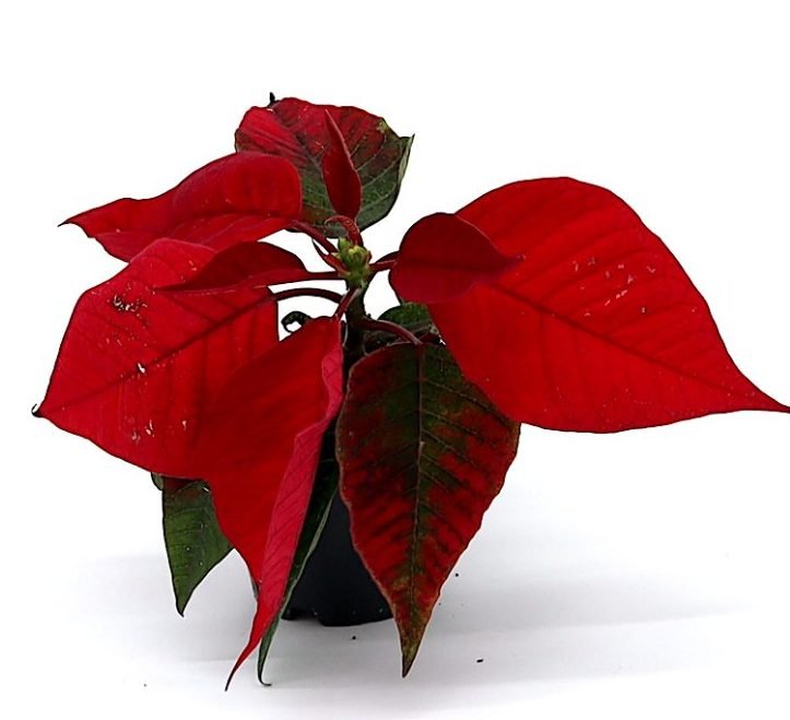 Euphorbia Pulcherrima (Titan Red) Or Poinsettia 30 - 40cm - Greensouq -