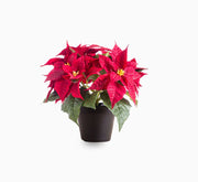Euphorbia Pulcherrima (Titan Red) Or Poinsettia 30 - 40cm - Greensouq -