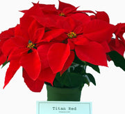 Euphorbia Pulcherrima (Titan Red) Or Poinsettia 30 - 40cm - Greensouq -
