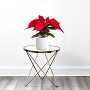 Euphorbia Pulcherrima (Titan Red) Or Poinsettia 30 - 40cm - Greensouq -