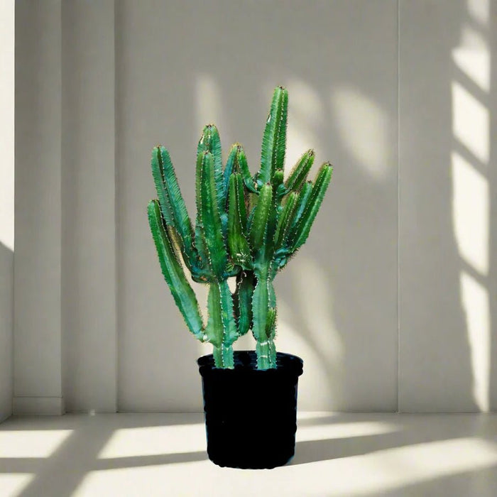 Euphorbia Trigona | Candelabra Cactus 0.6 - 0.8m - Greensouq -