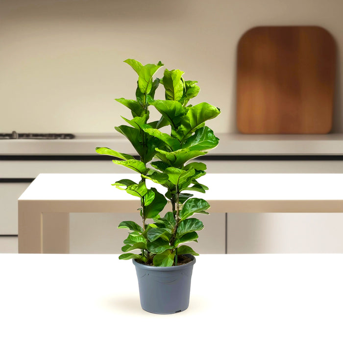 Ficus Lyrata or Fiddle Leaf Fig