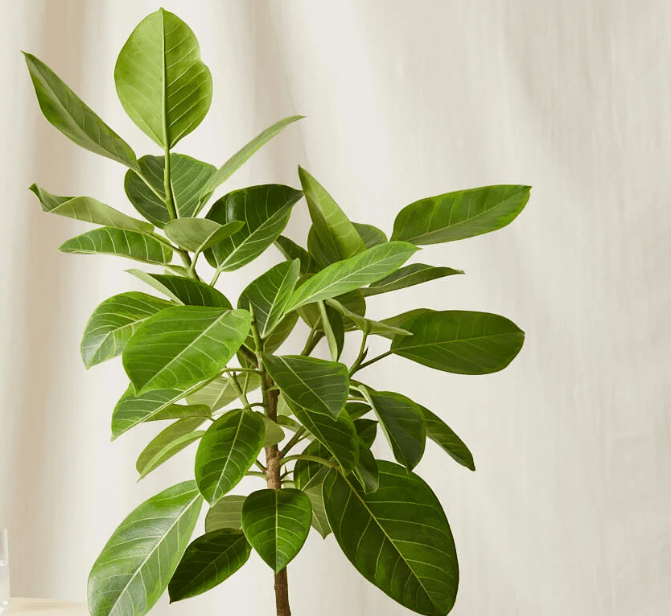 Ficus Altissima "Council Tree" - Greensouq -