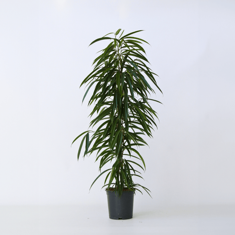 Ficus Amstel King 1.0 - 1.2m - Greensouq -