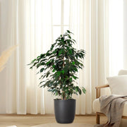 Ficus Benjamina 'Danielle' Holland - Greensouq -