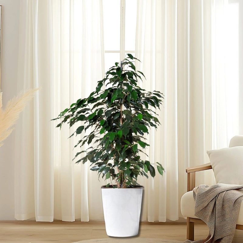 Ficus Benjamina 'Danielle' Holland - Greensouq -