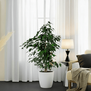 Ficus Benjamina 'Danielle' Holland - Greensouq -