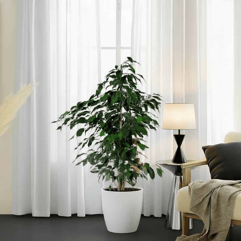 Ficus Benjamina 'Danielle' Holland - Greensouq -