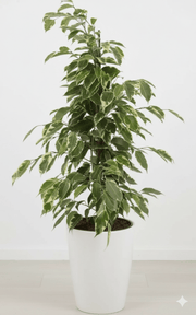 Ficus benjamina Gold king - Greensouq -