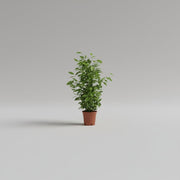 Ficus benjamina golden king - Greensouq -