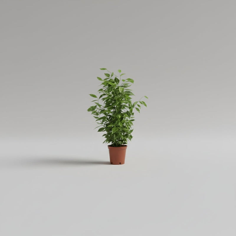 Ficus benjamina golden king - Greensouq -