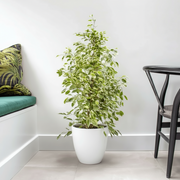 Ficus Benjamina Holland Or Twilight 100 - 120cm - Greensouq -
