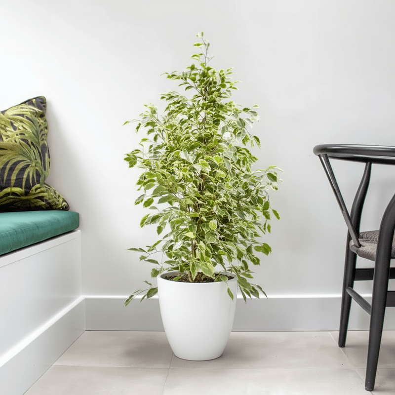 Ficus Benjamina Holland Or Twilight 100 - 120cm - Greensouq -
