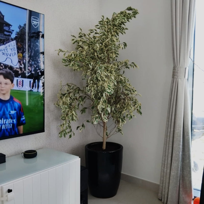 Ficus Benjamina Holland Or Twilight 100 - 120cm - Greensouq -