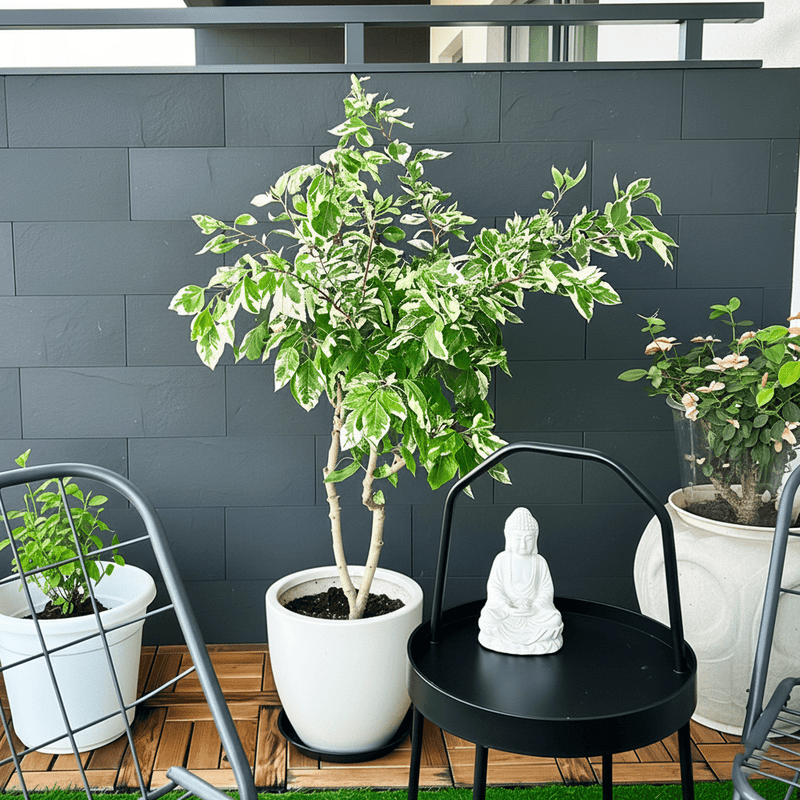 Ficus Benjamina Holland Or Twilight 80 cm to 100 cm - Greensouq -