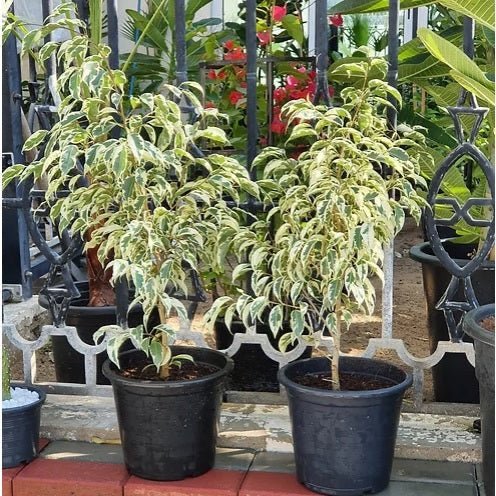 Ficus benjamina variegata "Variegated Weeping Fig" 35 - 50cm - Greensouq -