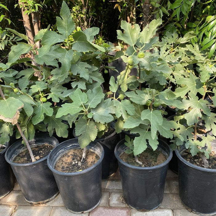 Ficus Carica "Fig Tree" شجرة التين - Greensouq -