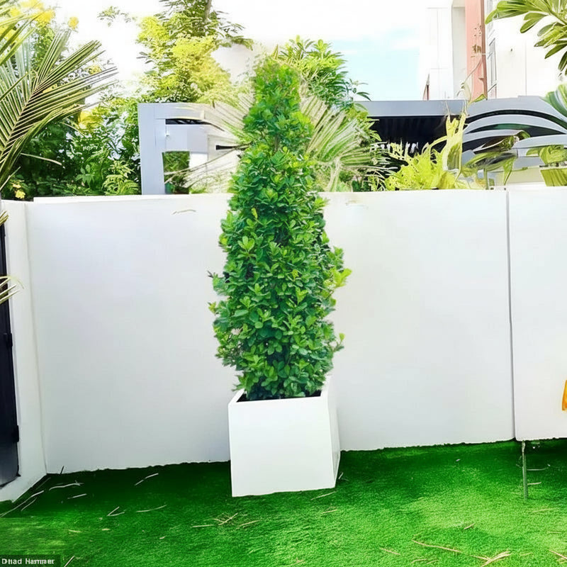 Ficus diversifolia / Ficus Cone Shape