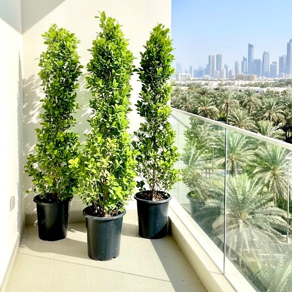 Ficus diversifolia / Ficus Cone Shape - Greensouq -