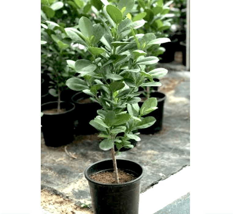 Ficus diversifolia "Mistletoe Fig" 0.4 - 0.6m - Greensouq -