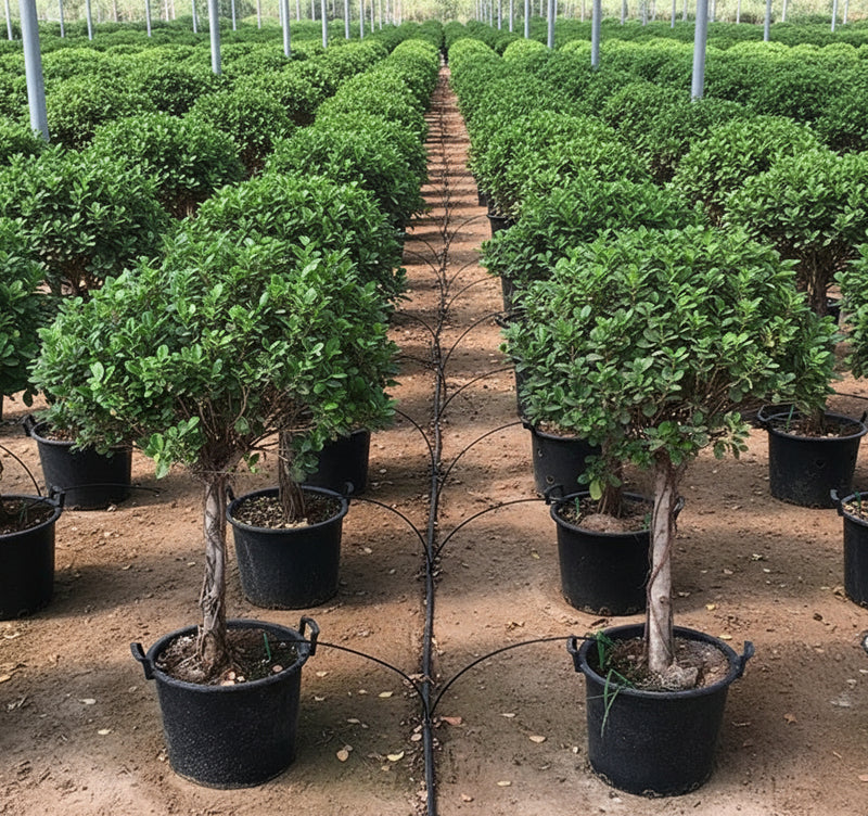 Ficus Diversifolia "Single head" - Greensouq -
