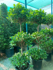 Ficus Diversifolia "Three Heads" - Greensouq -