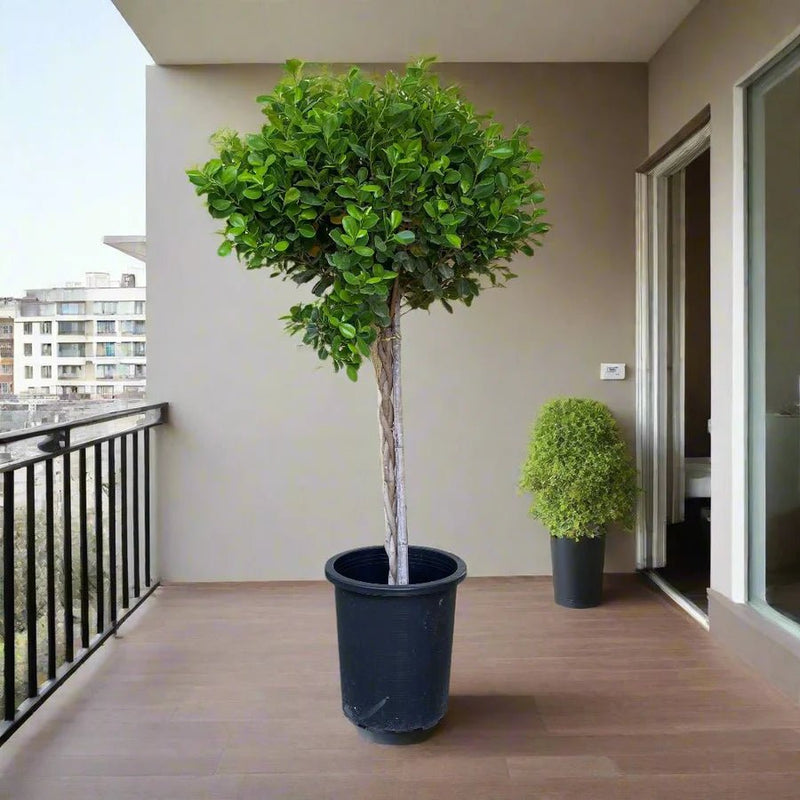 Ficus Diversifolia Twisted Trunk Topiary 1.0 - 1.5m - Greensouq -