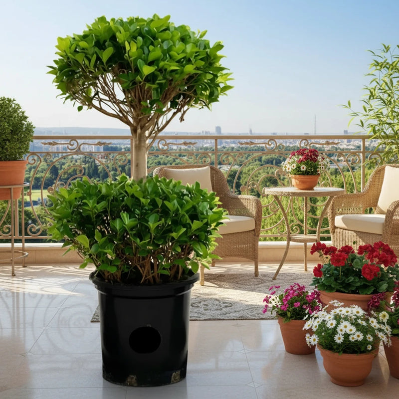 Ficus Diversifolia "Two Heads" 1.0 - 1.3m - Greensouq -
