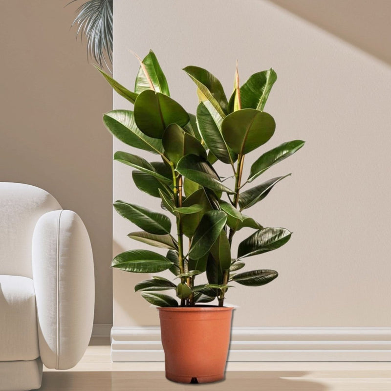 Ficus Elastica "Abidjan" or Rubber Plant (Holland) 80 - 100cm - Greensouq -