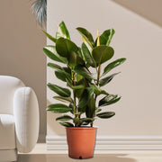 Ficus Elastica "Abidjan" or Rubber Plant (Holland) 80 - 100cm - Greensouq -