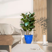 Ficus Elastica "Abidjan" or Rubber Plant (Holland) 80 - 100cm - Greensouq -