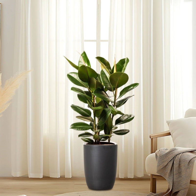 Ficus Elastica "Abidjan" or Rubber Plant (Holland) 80 - 100cm - Greensouq -