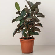Ficus Elastica "Abidjan" or Rubber Plant (Holland) 80 - 100cm - Greensouq -
