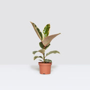 Variegated Rubber Plant | Ficus Elastica Tineke | - Greensouq -