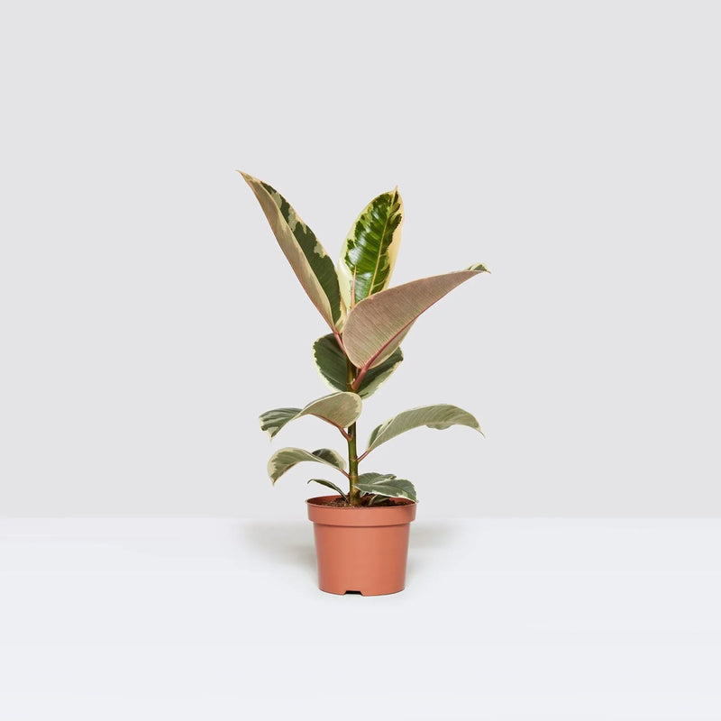 Variegated Rubber Plant | Ficus Elastica Tineke | - Greensouq -